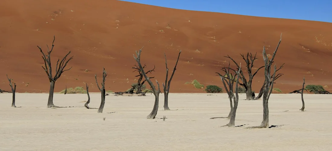 Dry desert landscape with leafless trees on pale ground and a large orange-red sand dune in the background.