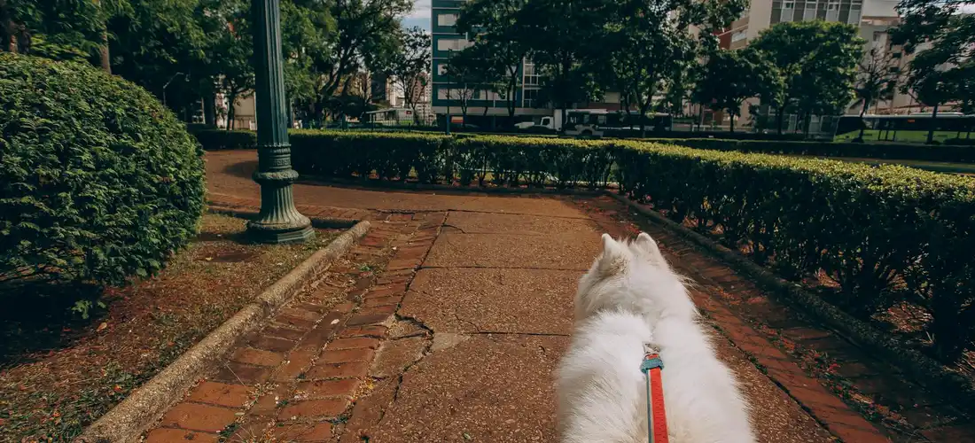 White dog with a red leash walking on a brick path in a park, seen from behind.