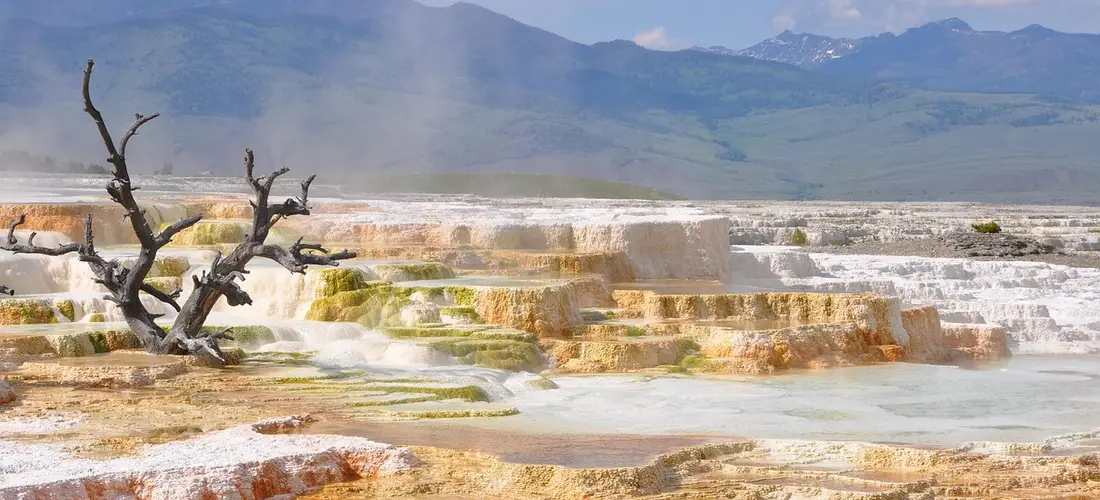 Steam rising from colorful geothermal terraces with a gnarled tree and distant mountains