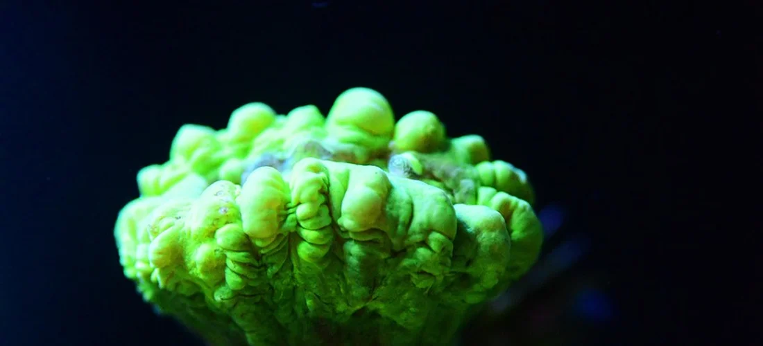 Close-up of a bright green coral-like structure illuminated by blue light.