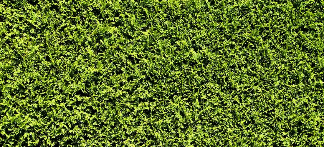 Close-up of a dense green privacy hedge