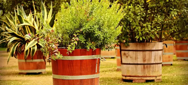 Barrel-style wooden planters with lush greenery arranged in a garden, creating a natural privacy screen.