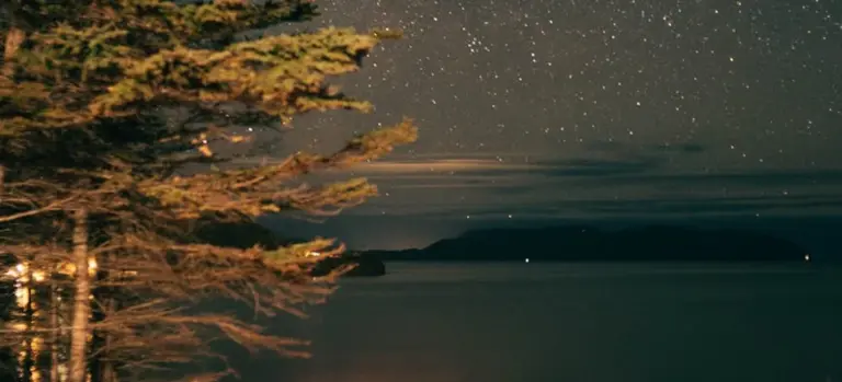 Starry night sky over calm water with a tree partially illuminated on the left.