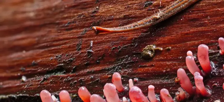 Close-up of pink slime biofilm growing on a dark surface, illustrating pink biofilm commonly found in spas.