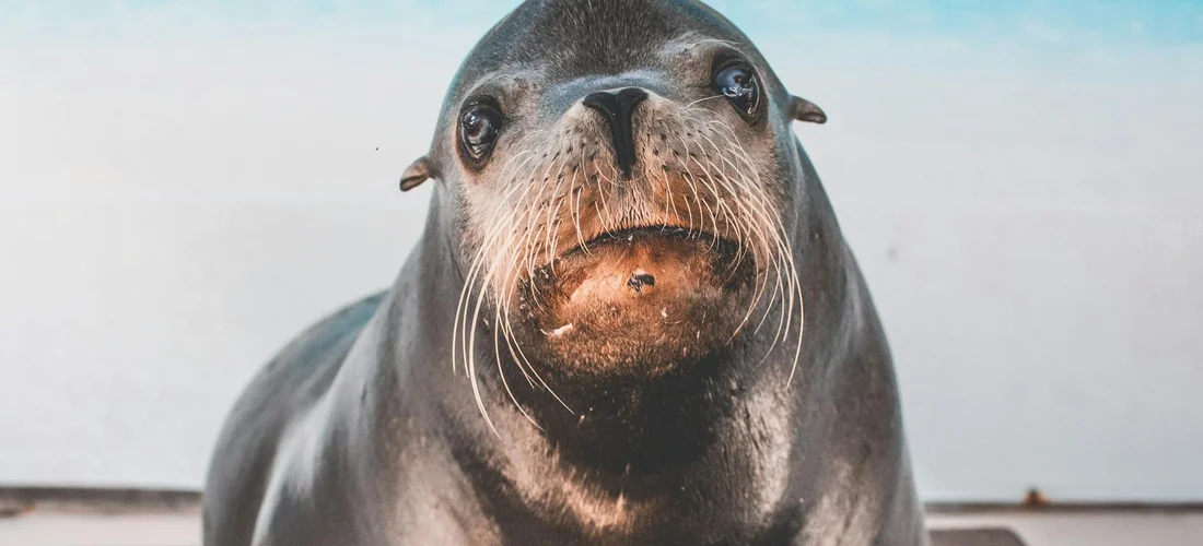 Close-up photograph of a seal looking toward the camera