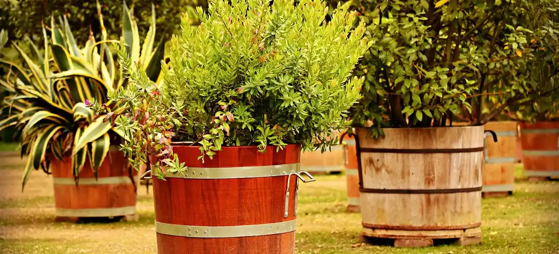Row of wooden barrel planters with lush green shrubs in a sunny garden